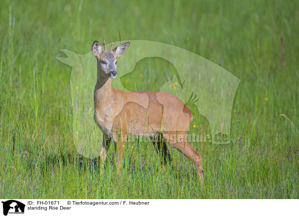 stehendes Reh / standing Roe Deer / FH-01671
