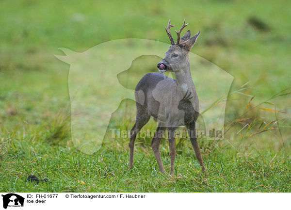 Reh / roe deer / FH-01677