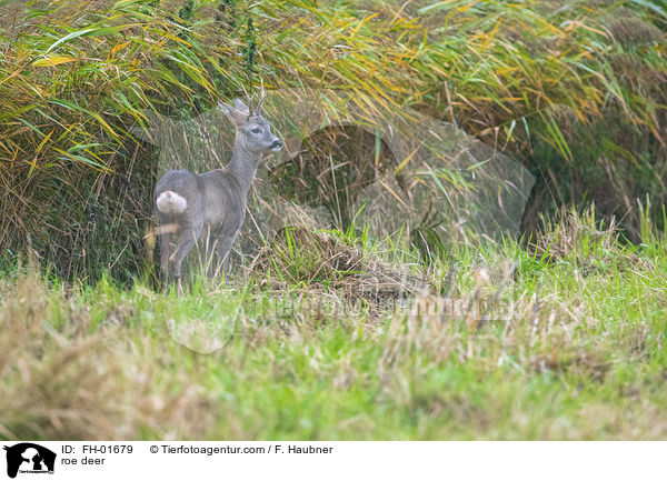 roe deer / FH-01679