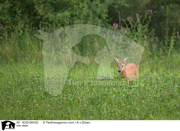 Reh / roe deer / AVD-06420