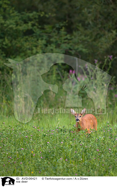 Reh / roe deer / AVD-06421