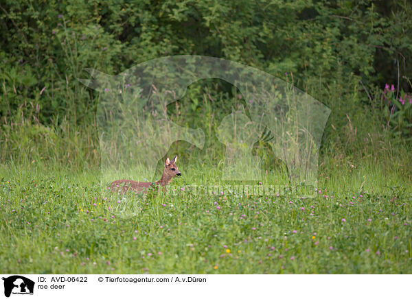 roe deer / AVD-06422
