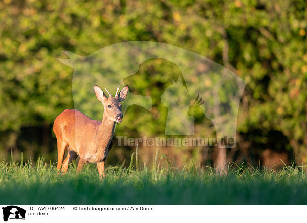 roe deer / AVD-06424