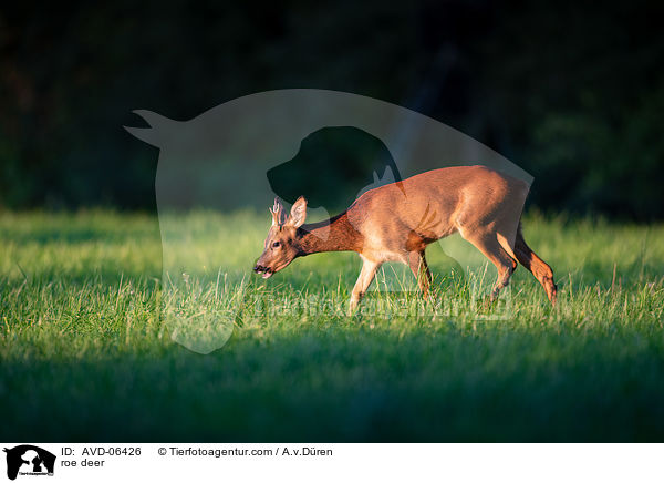 roe deer / AVD-06426