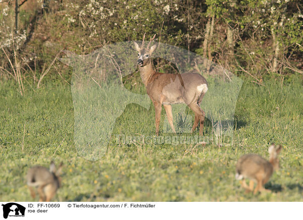 roe deer / FF-10669