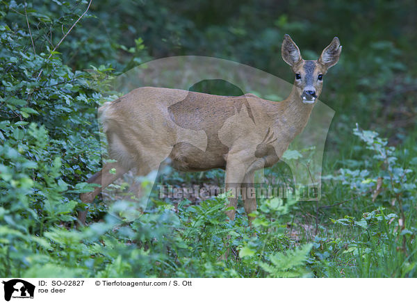 Reh / roe deer / SO-02827