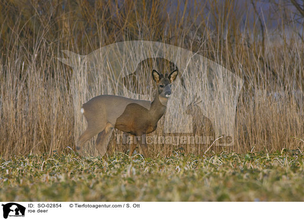 Reh / roe deer / SO-02854