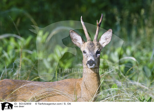 Reh / roe deer / SO-02859