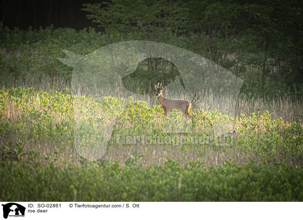 Reh / roe deer / SO-02861