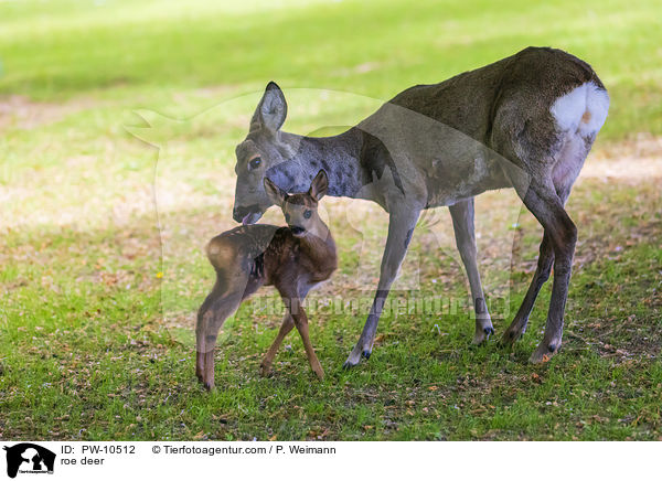 Reh / roe deer / PW-10512