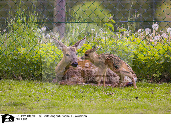 Reh / roe deer / PW-10650
