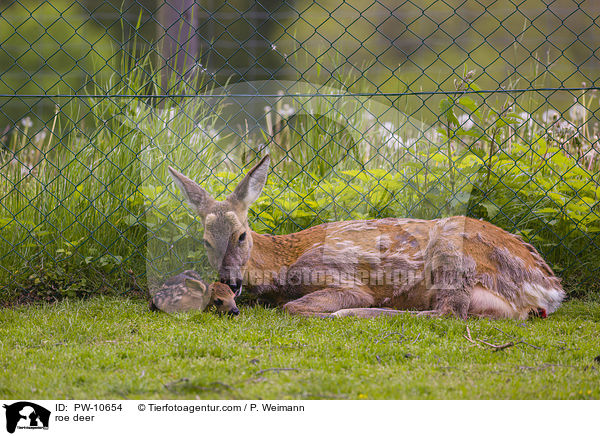 Reh / roe deer / PW-10654