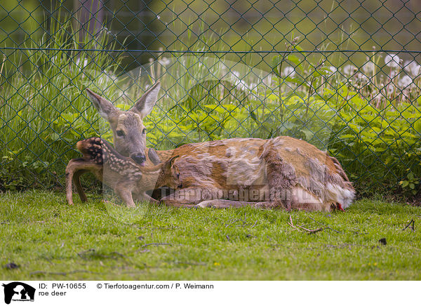 Reh / roe deer / PW-10655