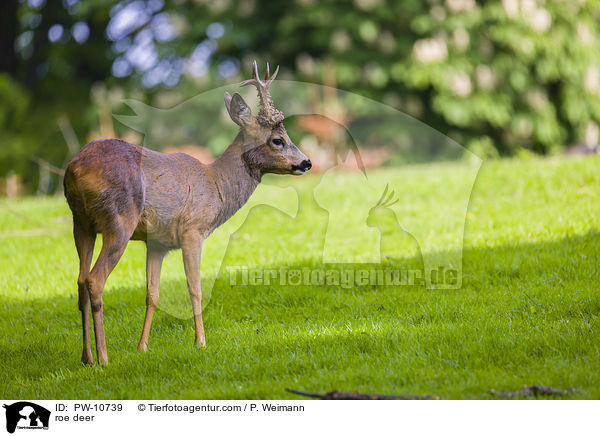 Reh / roe deer / PW-10739