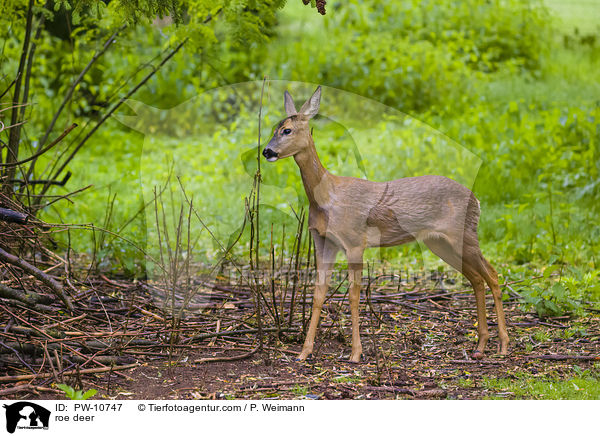 Reh / roe deer / PW-10747