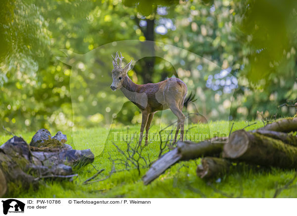 Reh / roe deer / PW-10786