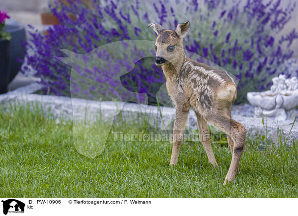 Rehkitz / kid / PW-10906