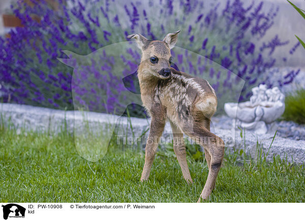 Rehkitz / kid / PW-10908