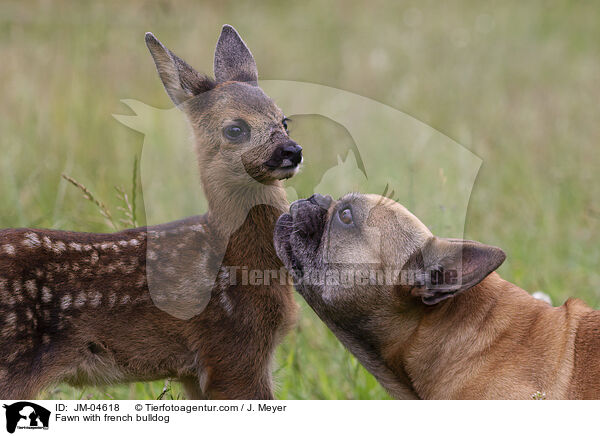 Rehkitz mit Franzsischer Bulldogge / Fawn with french bulldog / JM-04618
