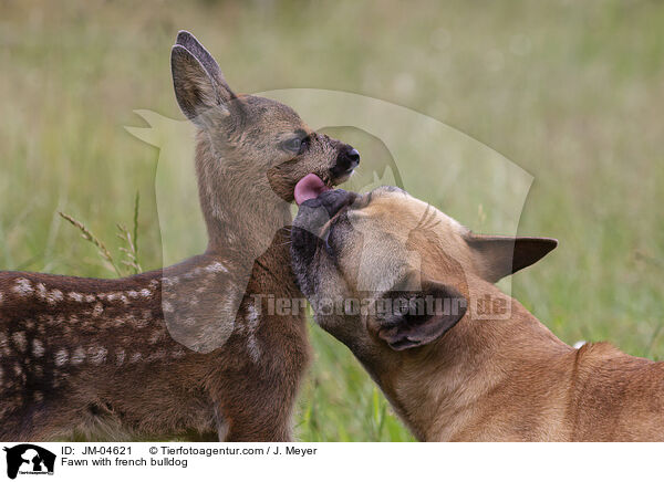 Rehkitz mit Franzsischer Bulldogge / Fawn with french bulldog / JM-04621