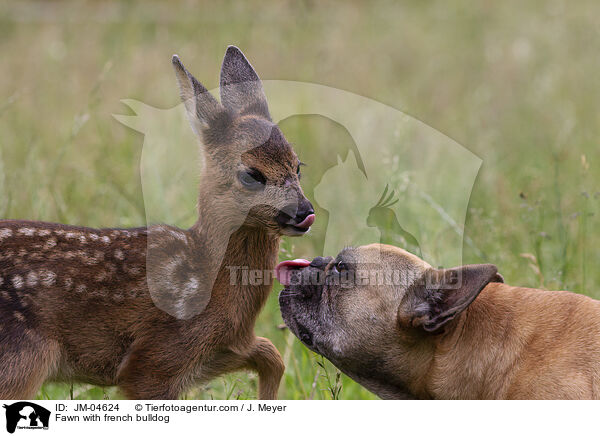 Rehkitz mit Franzsischer Bulldogge / Fawn with french bulldog / JM-04624