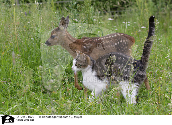 Rehkitz mit Katze / Fawn with cat / JM-04629