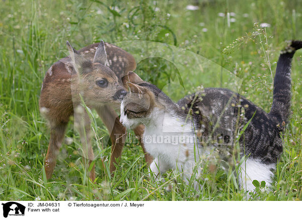Rehkitz mit Katze / Fawn with cat / JM-04631