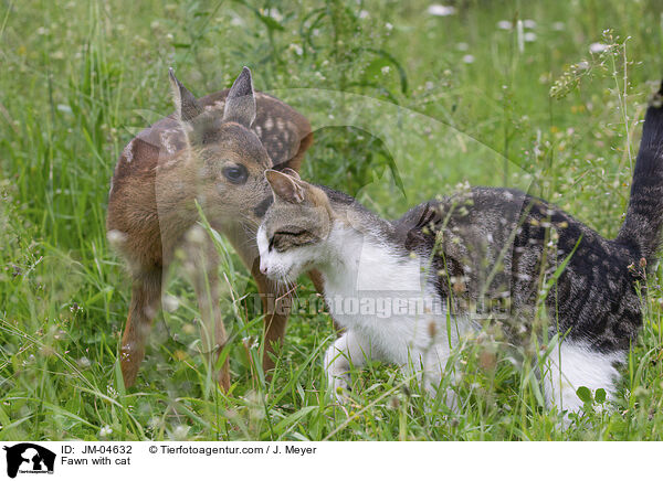 Fawn with cat / JM-04632
