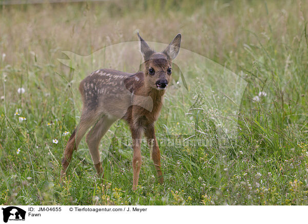 Rehkitz / Fawn / JM-04655