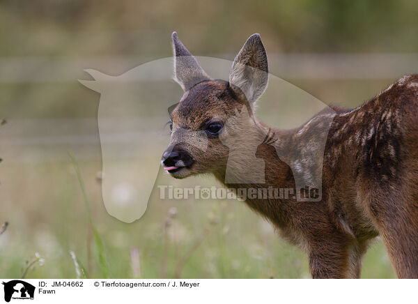 Rehkitz / Fawn / JM-04662