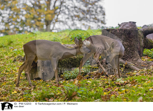Reh / roe deer / PW-12203