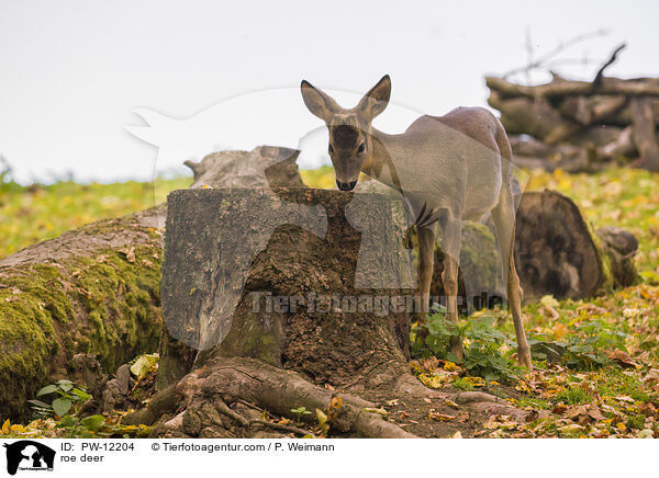 Reh / roe deer / PW-12204