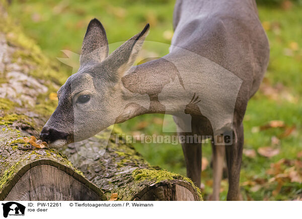 Reh / roe deer / PW-12261