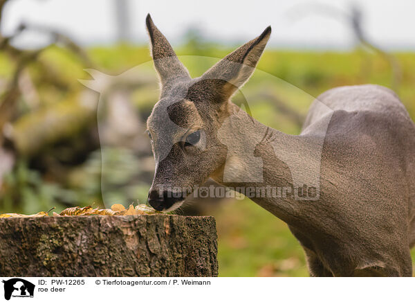 Reh / roe deer / PW-12265