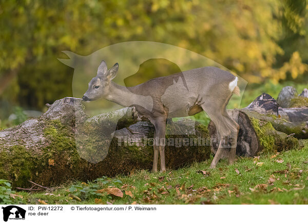 Reh / roe deer / PW-12272