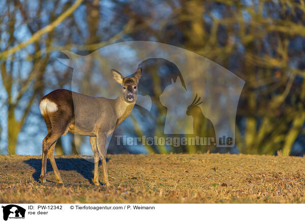 Rehwild / roe deer / PW-12342