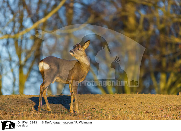 Rehwild / roe deer / PW-12343