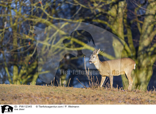 Rehwild / roe deer / PW-12345