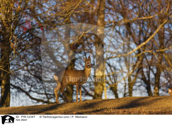 Rehwild / roe deer / PW-12347