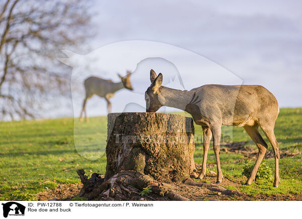 Reh Ricke und Bock / Roe doe and buck / PW-12788