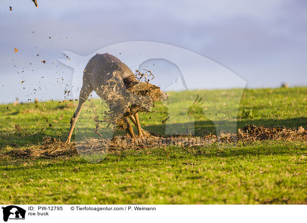 Rehbock / roe buck / PW-12795