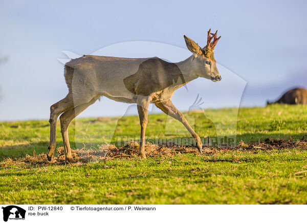 Rehbock / roe buck / PW-12840