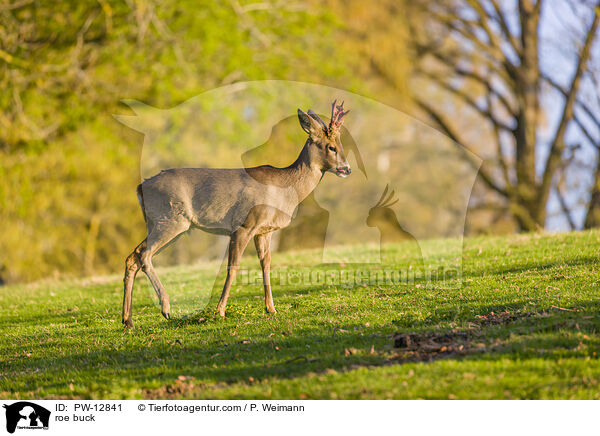 Rehbock / roe buck / PW-12841