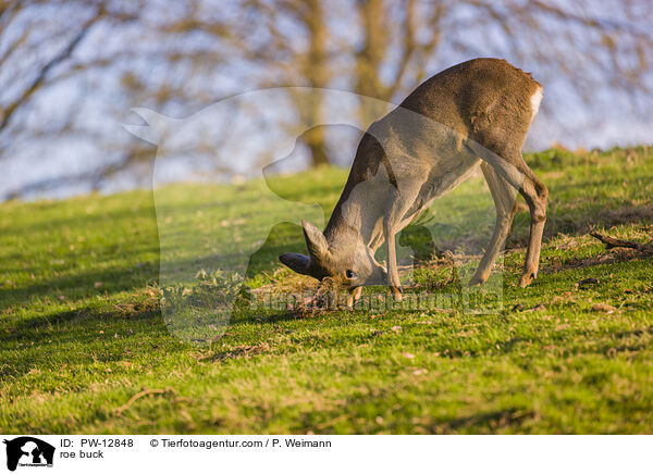 Rehbock / roe buck / PW-12848