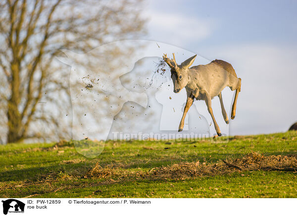 Rehbock / roe buck / PW-12859