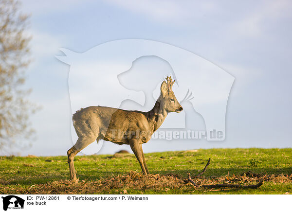 Rehbock / roe buck / PW-12861