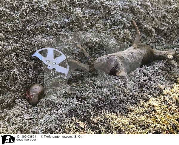 dead roe deer / SO-03864