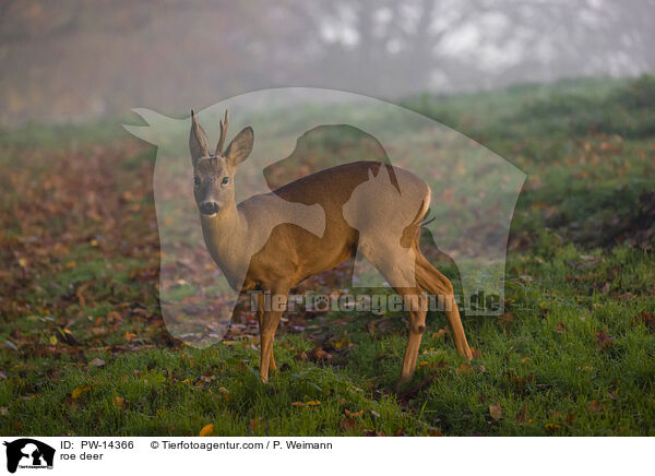 Reh / roe deer / PW-14366
