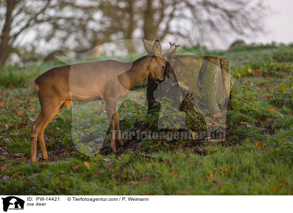 Reh / roe deer / PW-14421