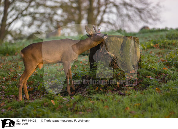 Reh / roe deer / PW-14423